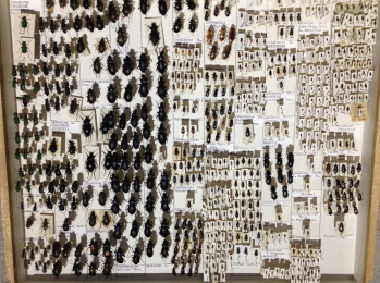 Beetles from the Clark Collection