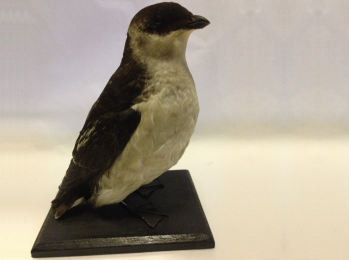 Little Auk