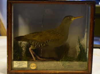 Portsmouth Taxidermy Case