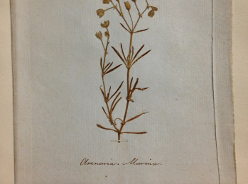 Plants collected on Portsea Island, 1832