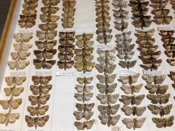 Moths collected by HLF Guermonprez